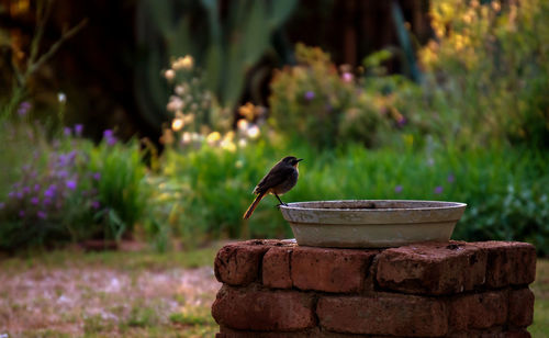 Close-up of bird perching on plant