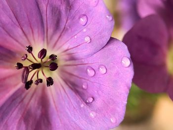 Close-up of wet pink rose flower