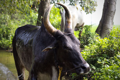 Angry asian indian muscle body cow bull with sharp curved horn harvesting farmland old cultivation