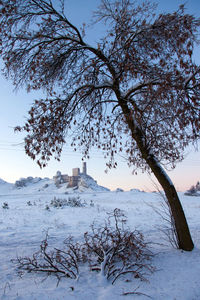 Trees on snow covered field against sky