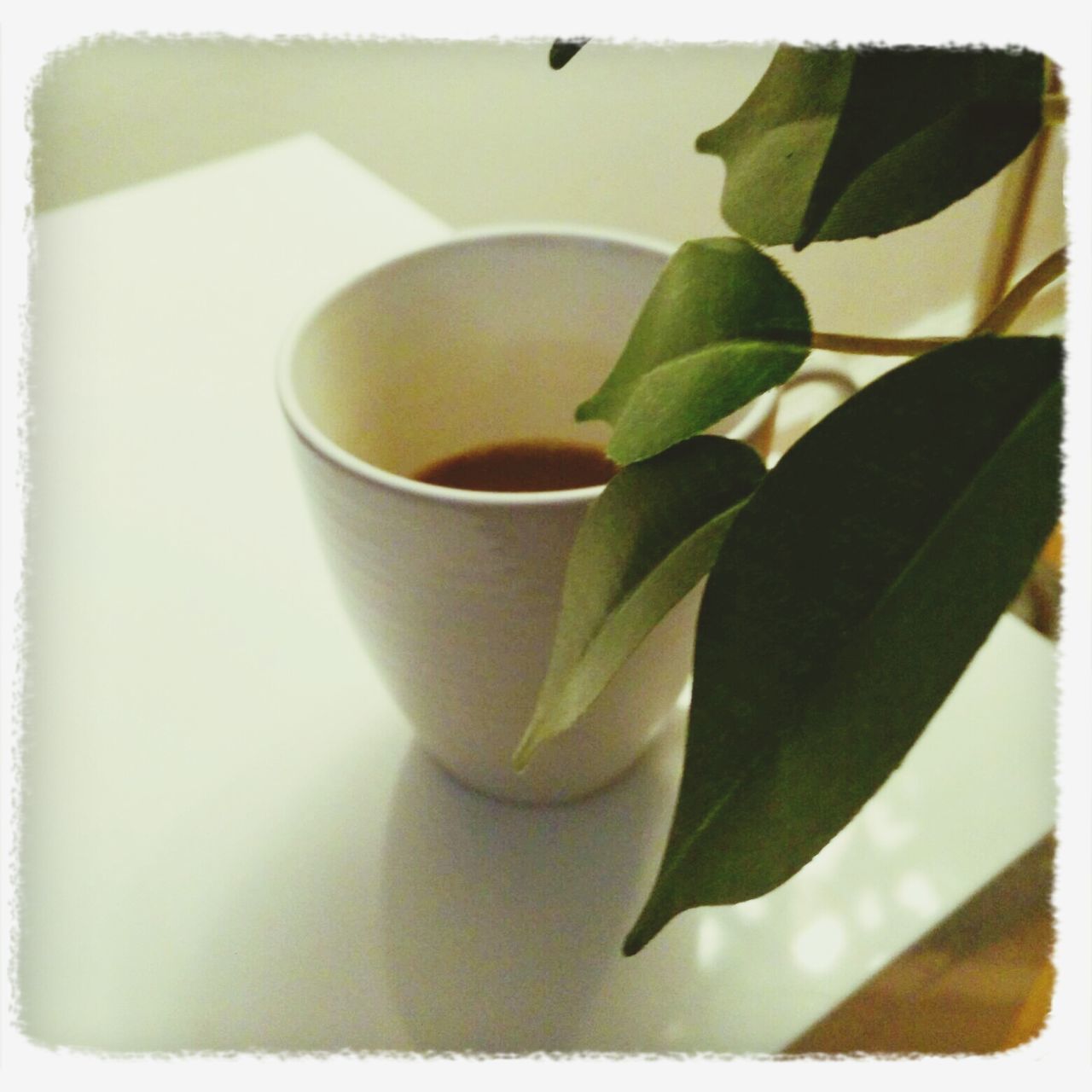 transfer print, auto post production filter, freshness, food and drink, indoors, table, drink, refreshment, leaf, close-up, still life, high angle view, coffee cup, no people, healthy eating, green color, plate, growth, plant, day