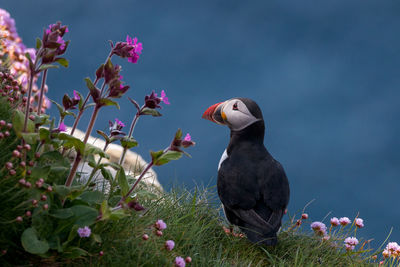 Close-up of bird perching on plant against sky