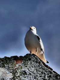 Low angle view of bird perching against sky