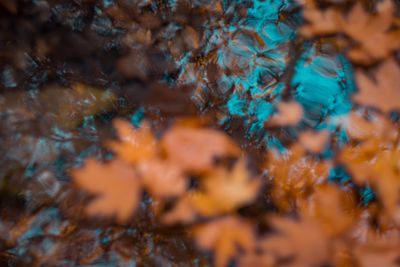 Reflection of branches seen in water during autumn