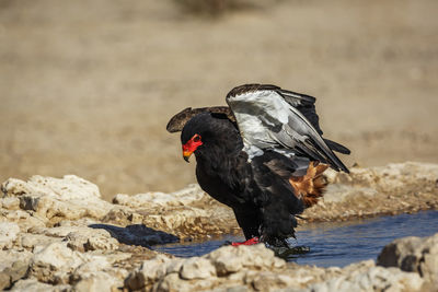 Bateleur Eagle