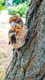 Close-up of bird perching on tree trunk