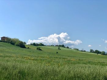 Scenic view of field against sky