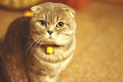 Close-up portrait of cat