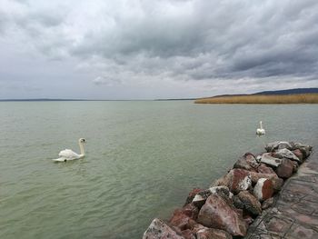 View of swan on rock in sea against sky