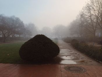 Bare trees on landscape