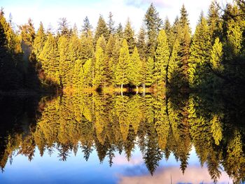 Scenic view of lake in forest during autumn