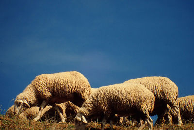 Sheep against sky