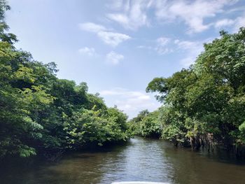 River amidst trees in forest against sky