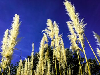 Low angle view of plants against clear sky