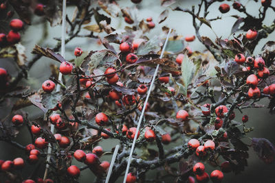 Close-up of berries growing on tree