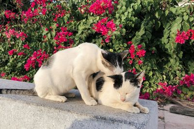 Cat lying down on flower