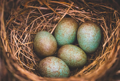 High angle view of eggs in nest