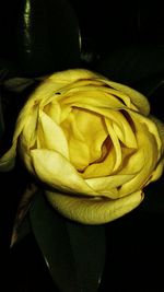 Close-up of yellow flower