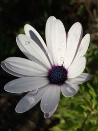 Close-up of white daisy blooming outdoors