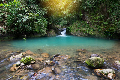 Scenic view of waterfall in forest