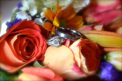 Close-up of red rose