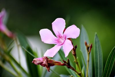 Close-up of pink flowering plant