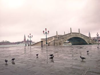 Flock of birds on bridge over river