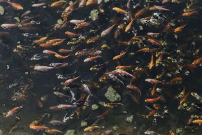 High angle view of koi carps swimming in pond