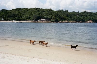 Horses on beach against sky