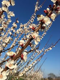 Low angle view of cherry blossom tree