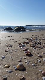 Surface level of shells on beach against clear sky