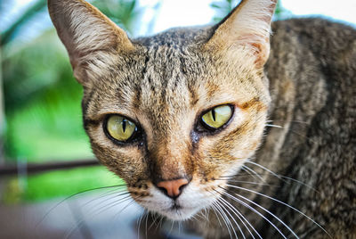 Close-up portrait of a cat