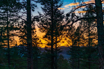 Silhouette trees in forest during sunset