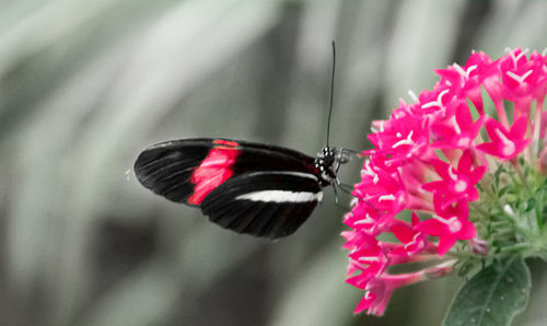 Close-up of butterfly pollinating on pink flower