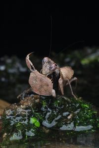 Close-up of boxer mantis on rock