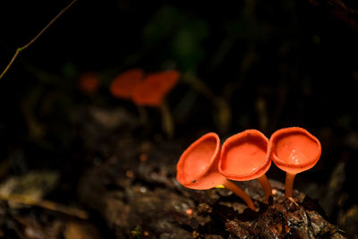 Close-up of mushroom growing on field