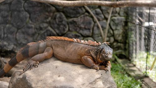 Close-up of a lizard on rock