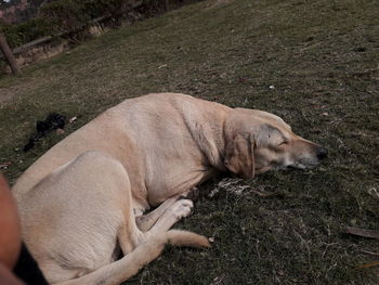 Strey dog relexing
