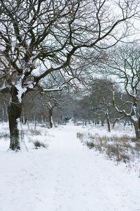 Bare trees on snow covered landscape