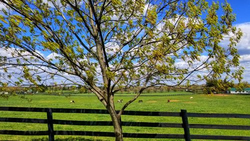 Trees on field against sky