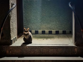 Portrait of cat sitting on staircase