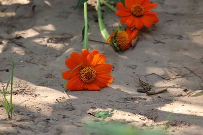 High angle view of orange flowering plants on land