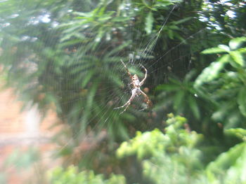 Close-up of spider and web against blurred background