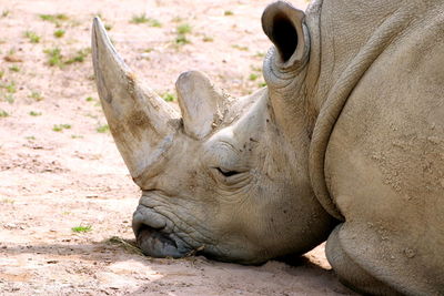 Close-up of rhinoceros