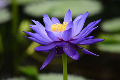 Close-up of purple water lily