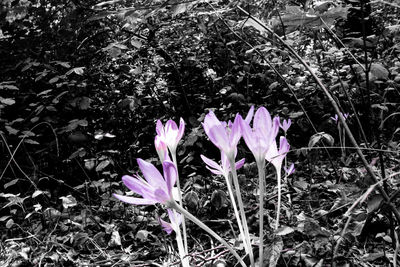 Close-up of purple crocus flowers on field
