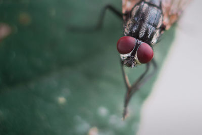 Macro shot of housefly