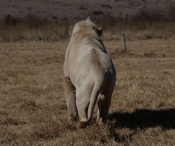 White lion female marking territory 