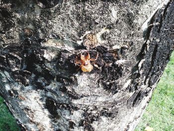 Close-up of woman with mushroom growing on tree trunk