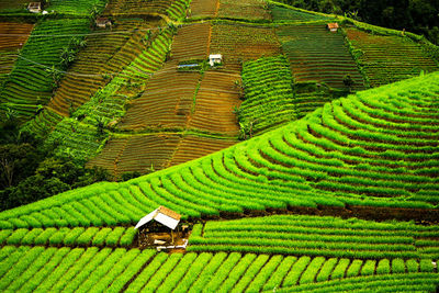 Scenic view of agricultural field